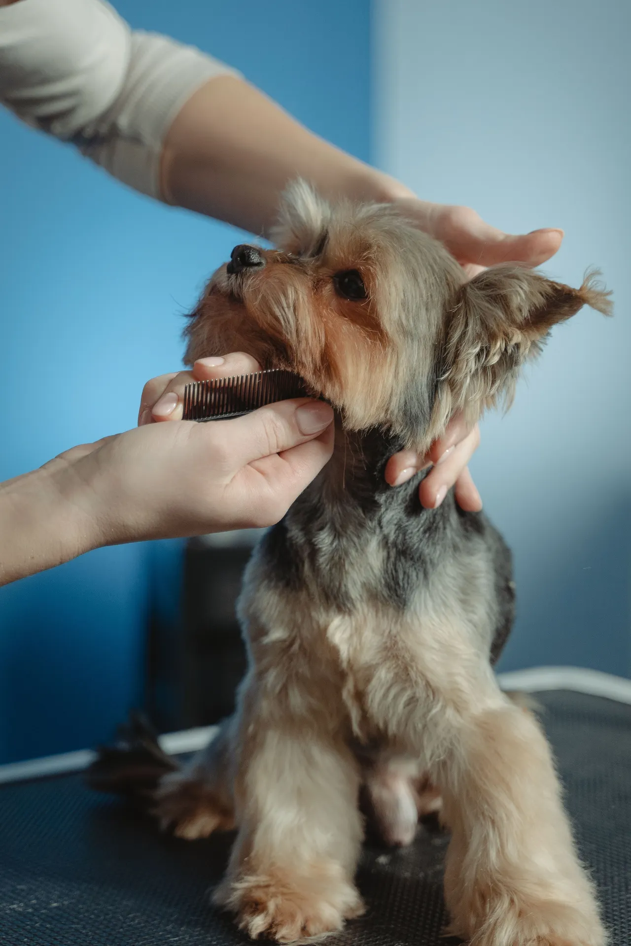 コームで小型犬の顔まわりの毛を整える様子