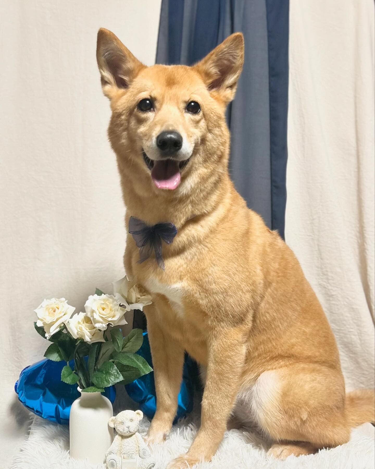 柴犬